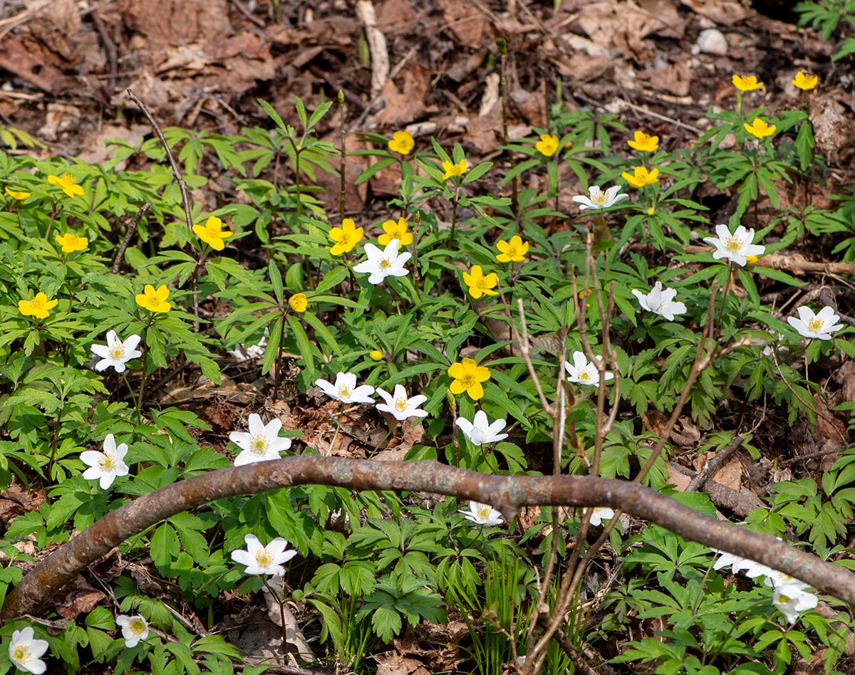 mit Buschwindr&ouml;schen
